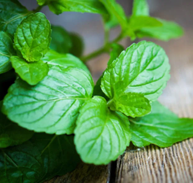 Airome Essential Oil Peppermint