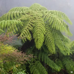 Australian Tree Fern