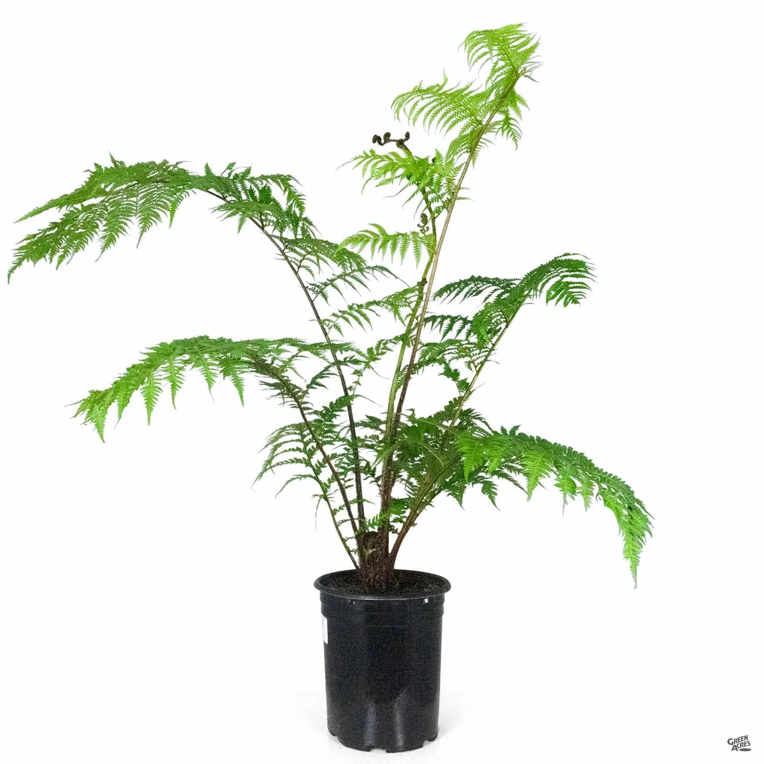 Australian Tree Fern