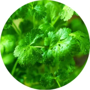 Cilantro Leaf Essential Oil - Living Libations