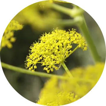 Fennel Essential Oil - Living Libations