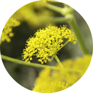 Fennel Essential Oil - Living Libations