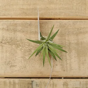 ionantha rubra hardleaf