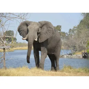 Pictures Riverside Elephant - Full Diamond Painting - 40x30cm