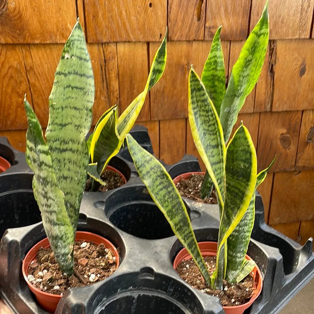 Sansevieria - Assorted Varieties