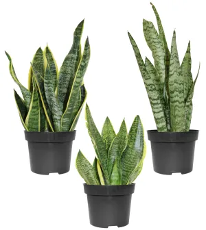 Sansevieria - Assorted Varieties