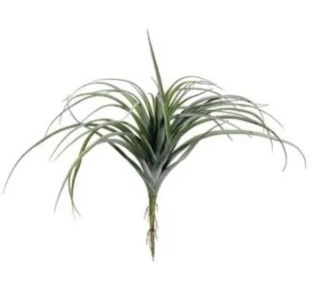 Tillandsia - 11"